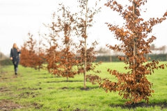 bentley-plants-100-trees-at-its-crewe-factory-3